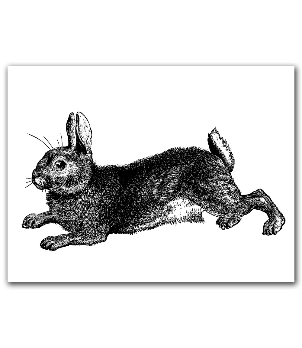 Bunny Rabbit 48×36