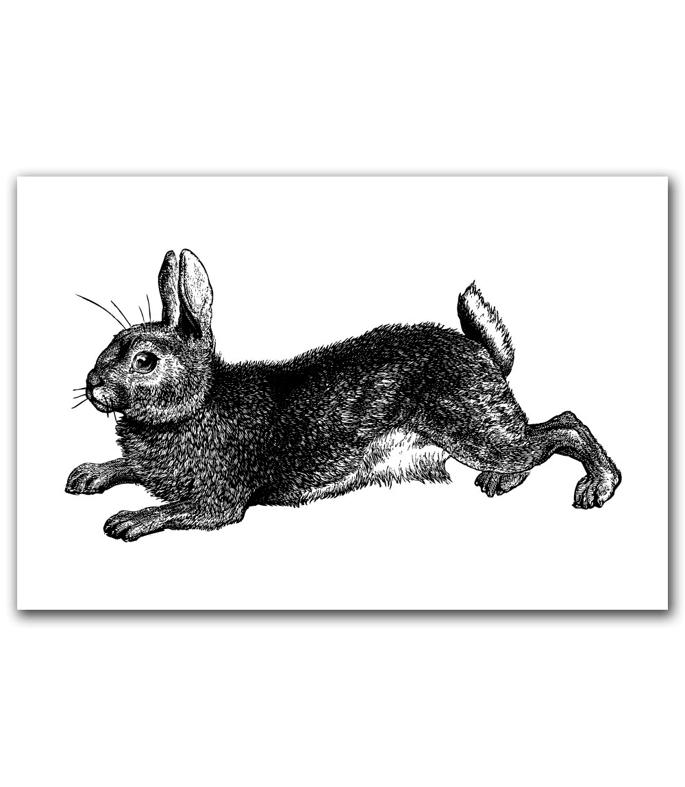 Bunny Rabbit 60×40