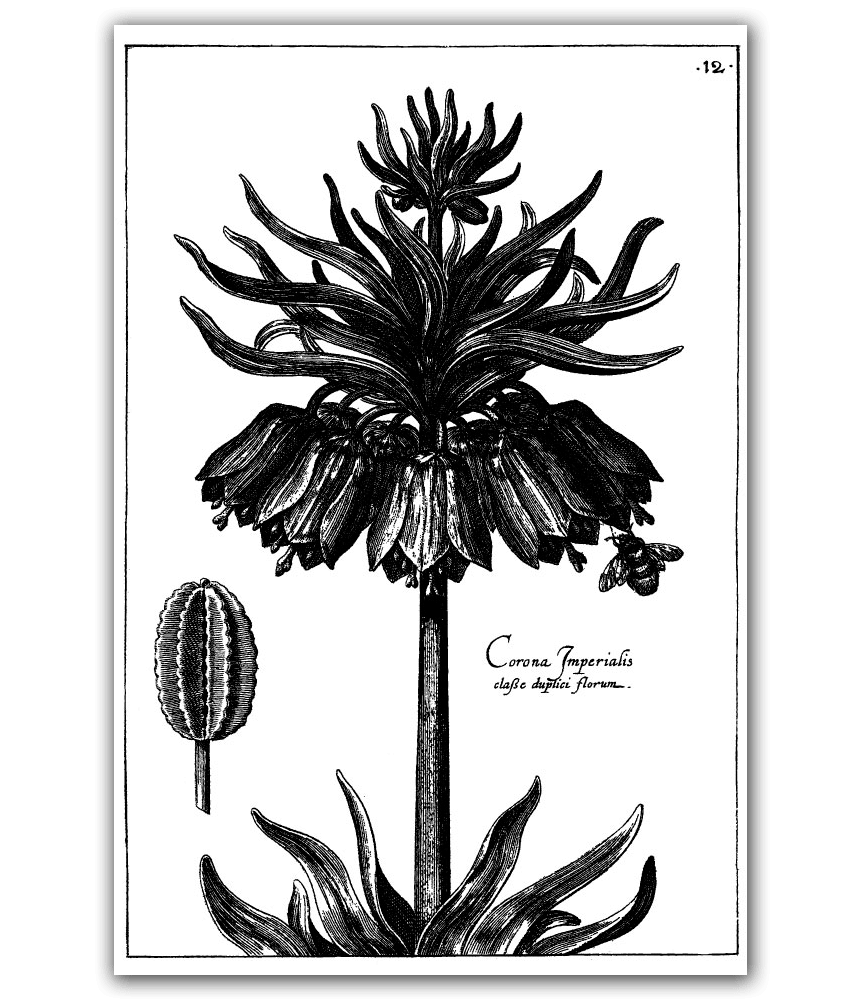 Crown Imperial 40×60