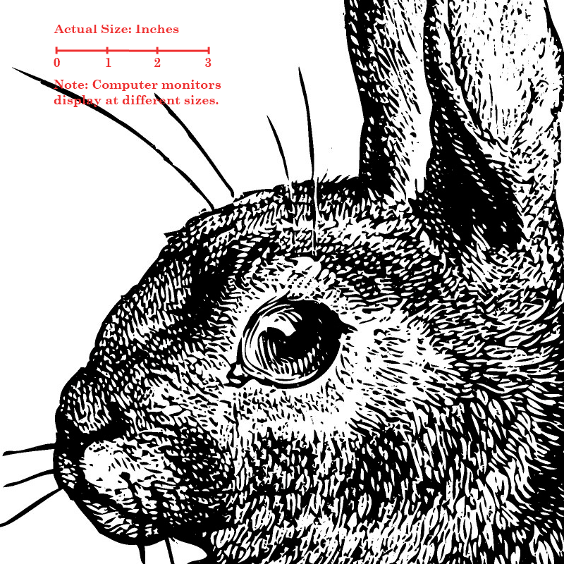 Bunny Rabbit 48×36