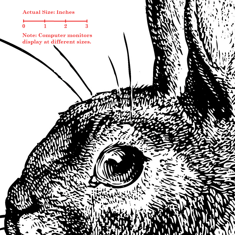 Bunny Rabbit 60×40