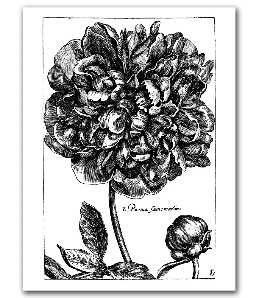 Peony 30×40 Stetched Canvas
