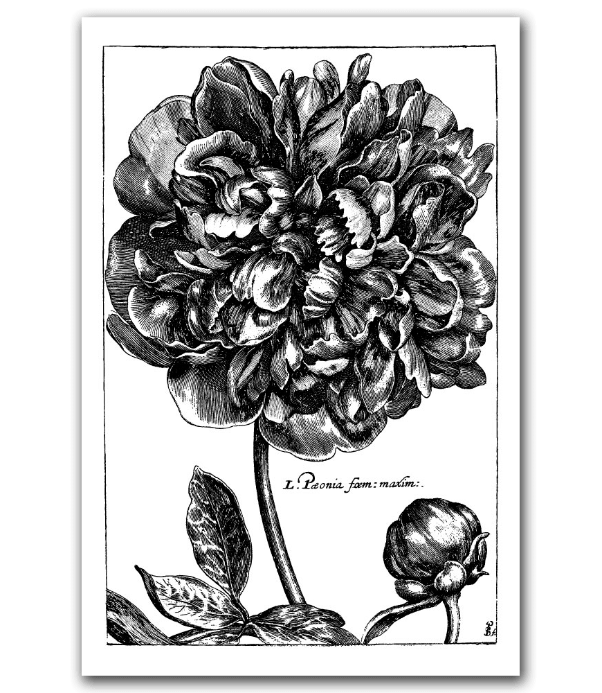Peony 40×60 Stretched Canvas