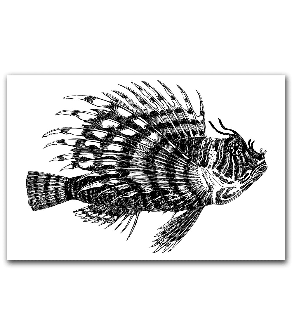 Lionfish 60×40