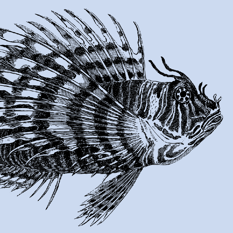 Lionfish 60×40