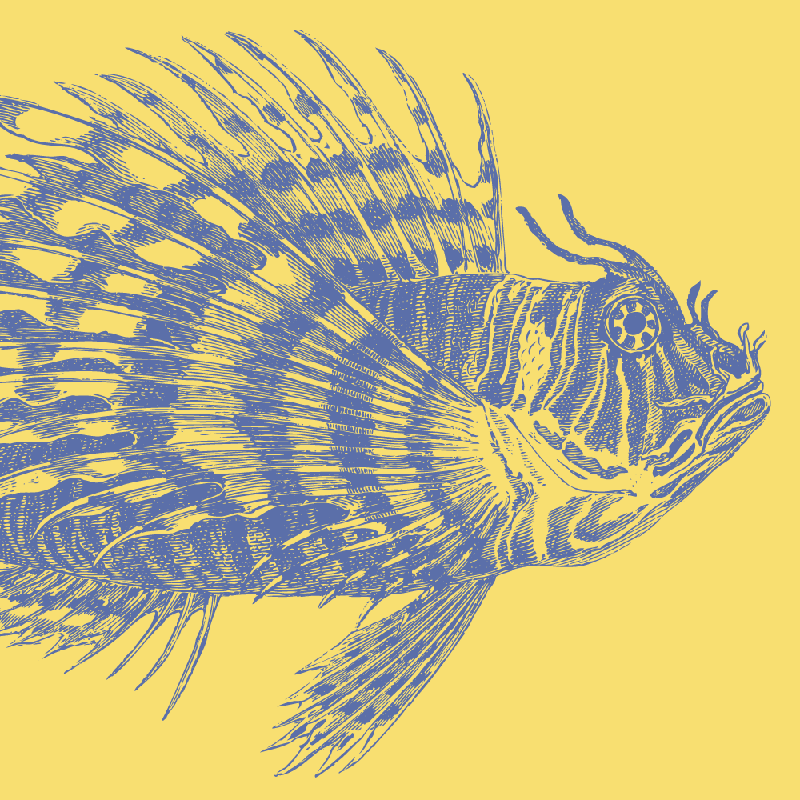 Lionfish 60×40