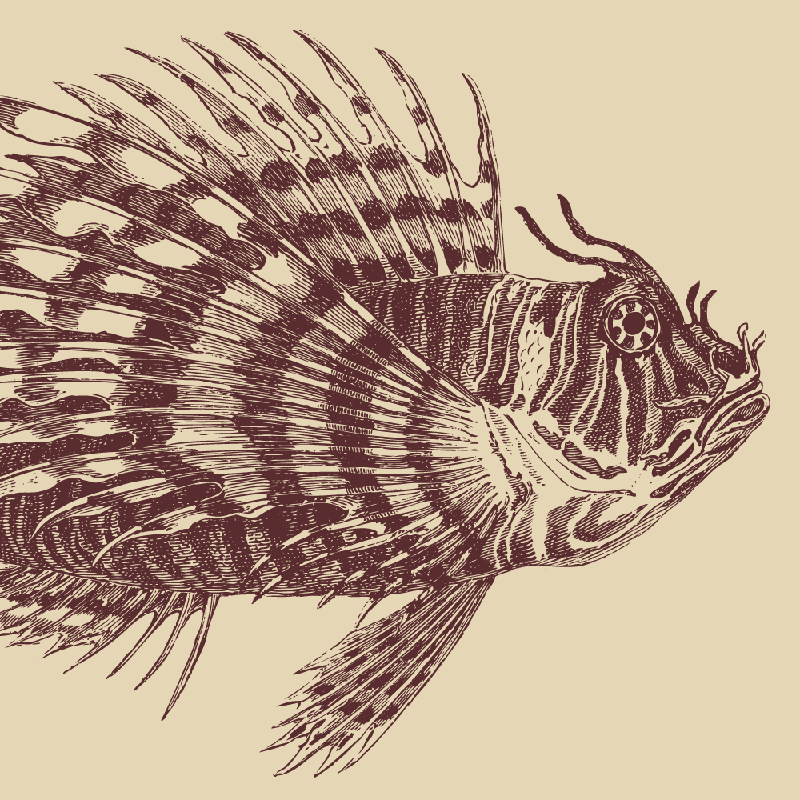 Lionfish 60×40